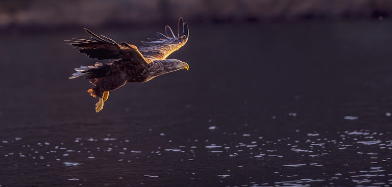 White Tailed Eagle