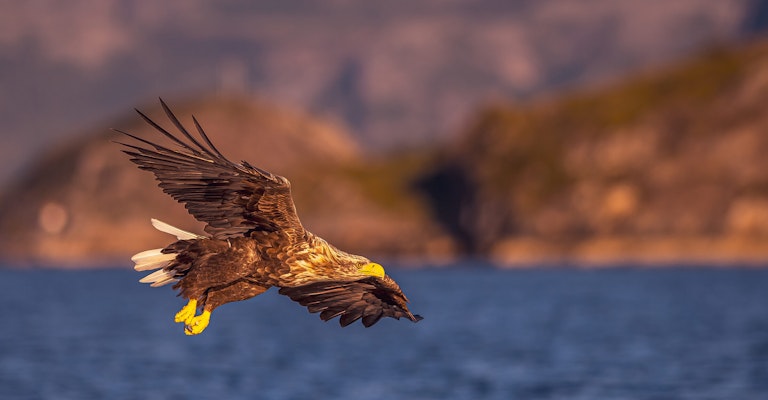 White Tailed Eagle