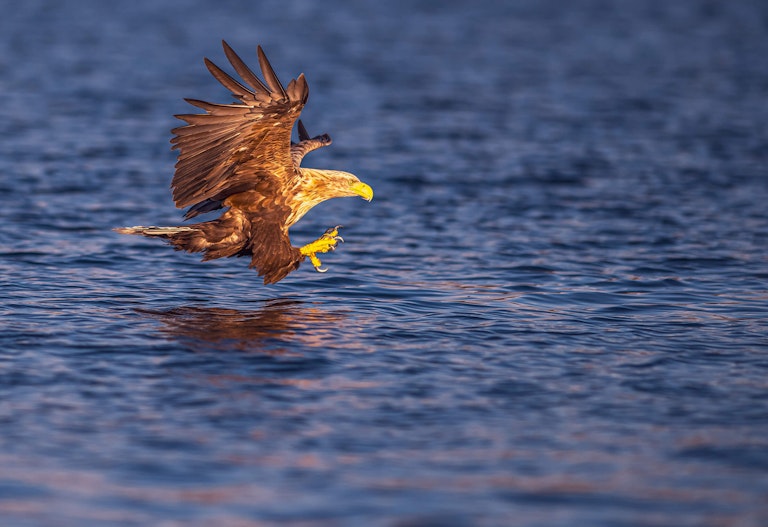 White Tailed Eagle