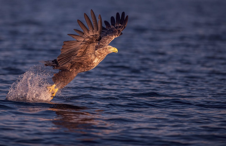 White Tailed Eagle