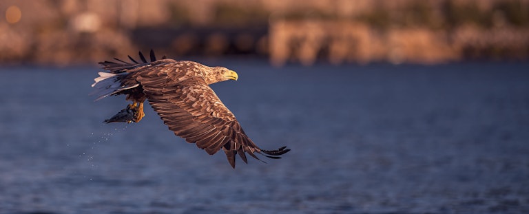 White Tailed Eagle