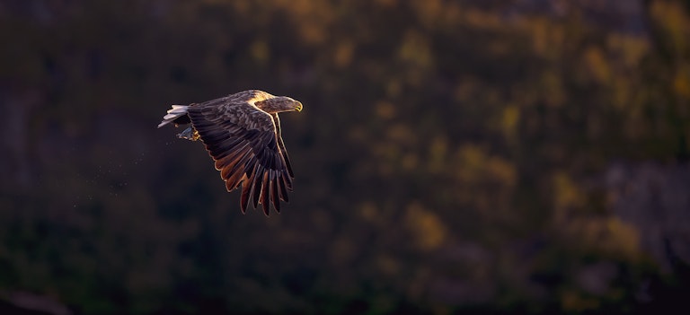 White Tailed Eagle