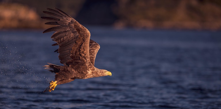 White Tailed Eagle