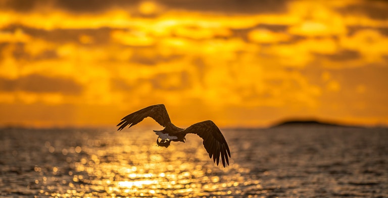 White Tailed Eagle