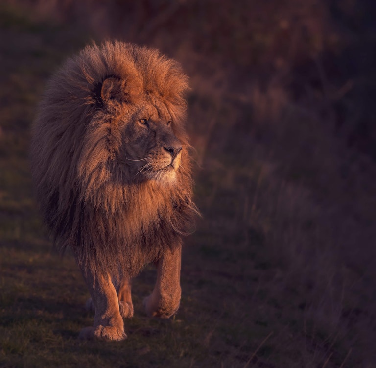 Last Light in Lion Country - BIAZA WINNING PHOTO