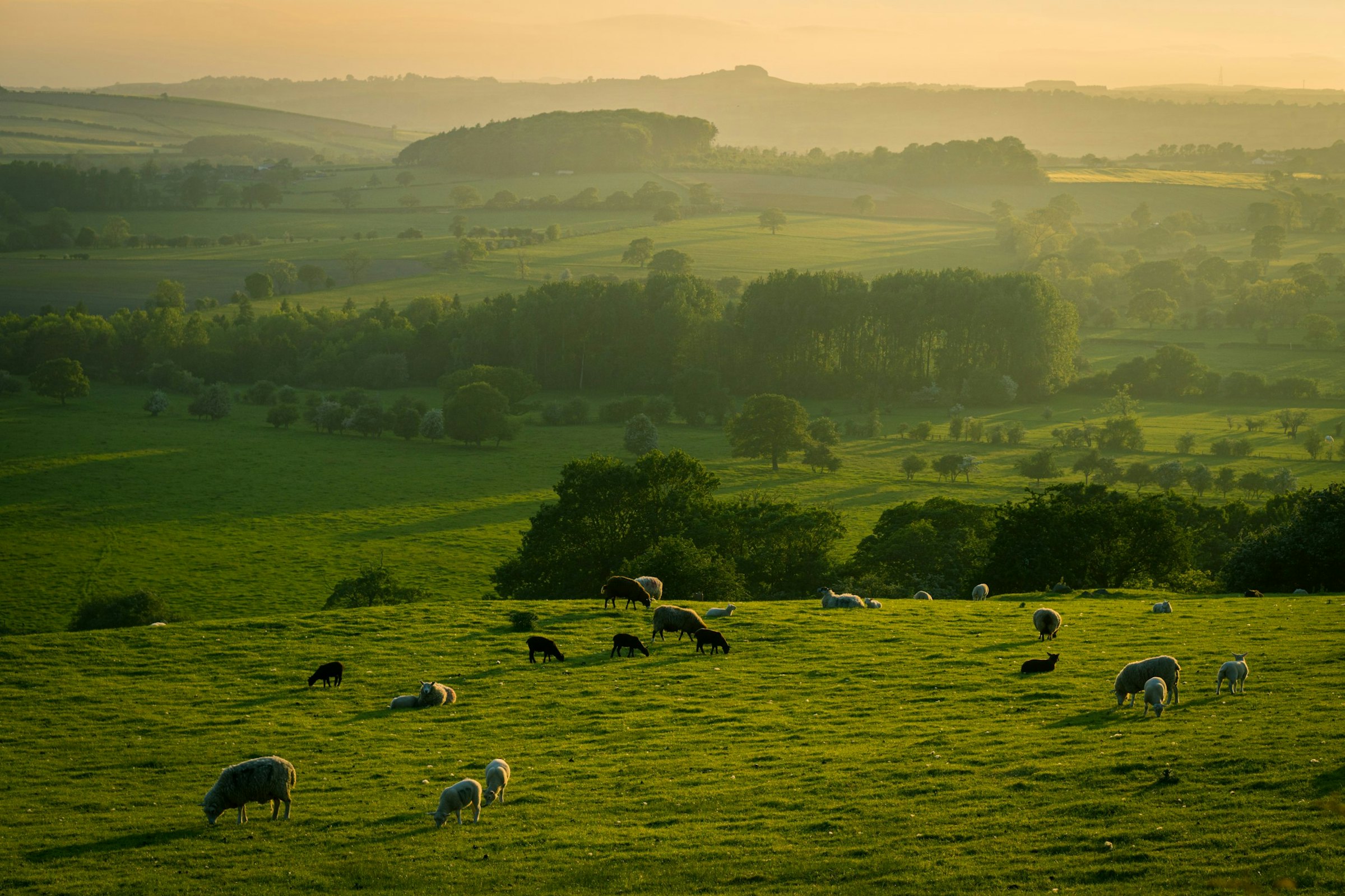 kudde schapen op een groen grasveld overdag