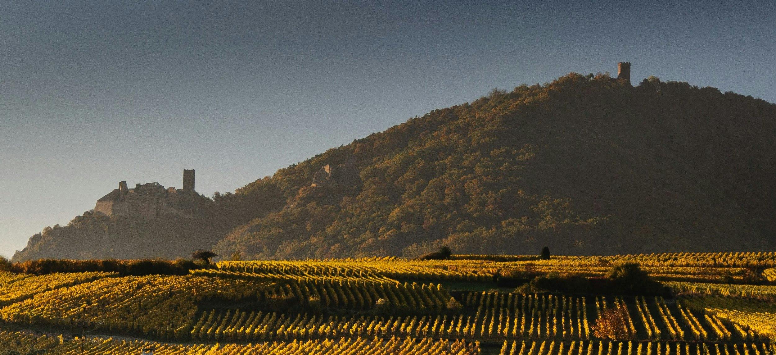 A hilltop with trees in the background and a field with rows of crops in sun in front of it