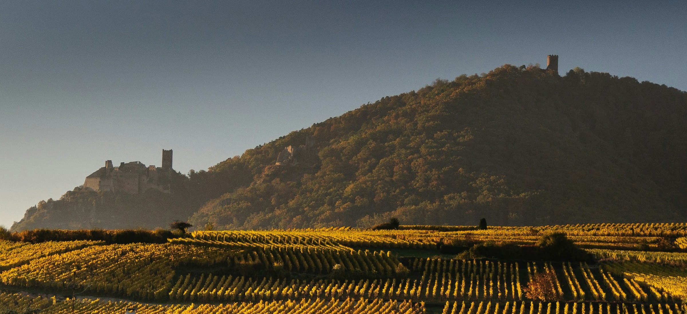 Golden vineyard rows lead toward a hillside crowned with a ruined castle, in a French wine region at dusk.