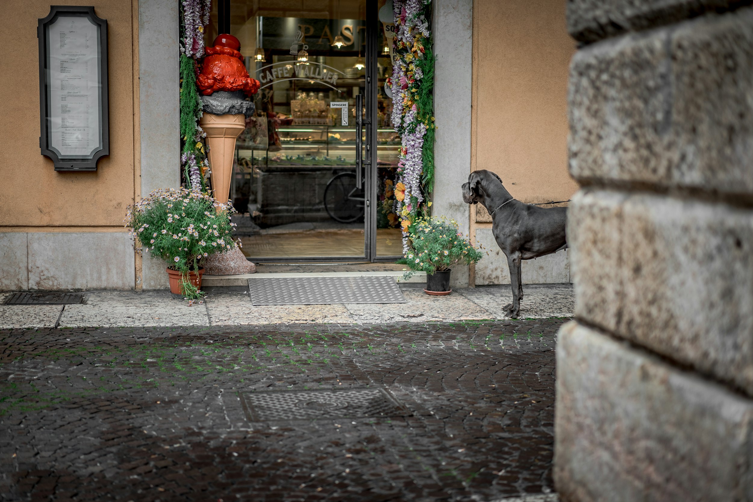 gray dog looking at ice cream shop across stree