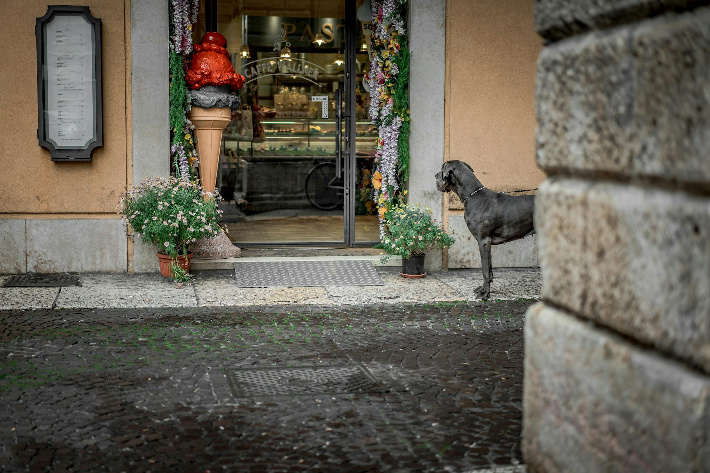 A grey Great Dane waits outside an Italian gelato shop marked by a giant ice cream cone sign.