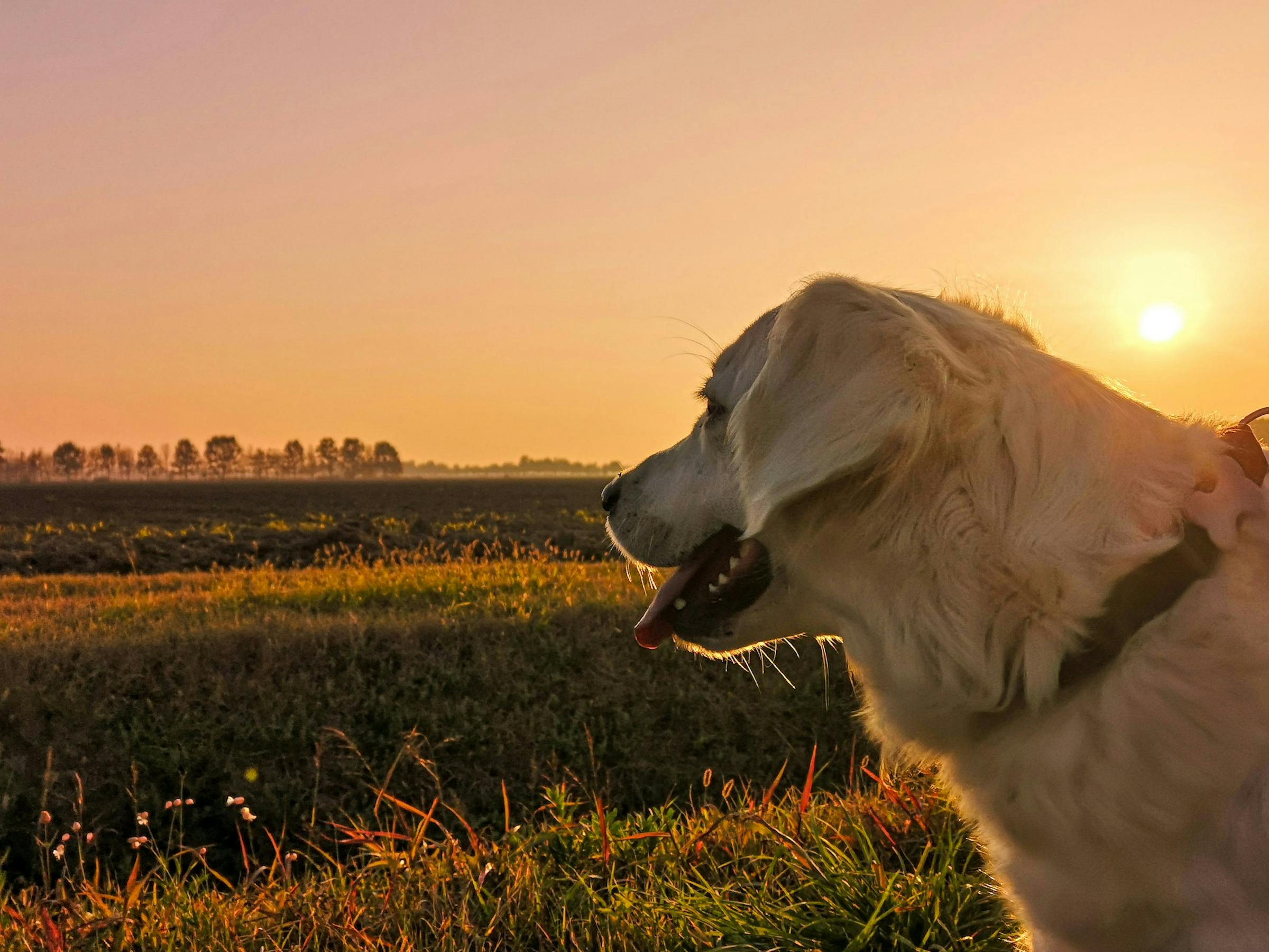 A golden retriever's profile glows in warm sunset light over open farmland with distant trees.