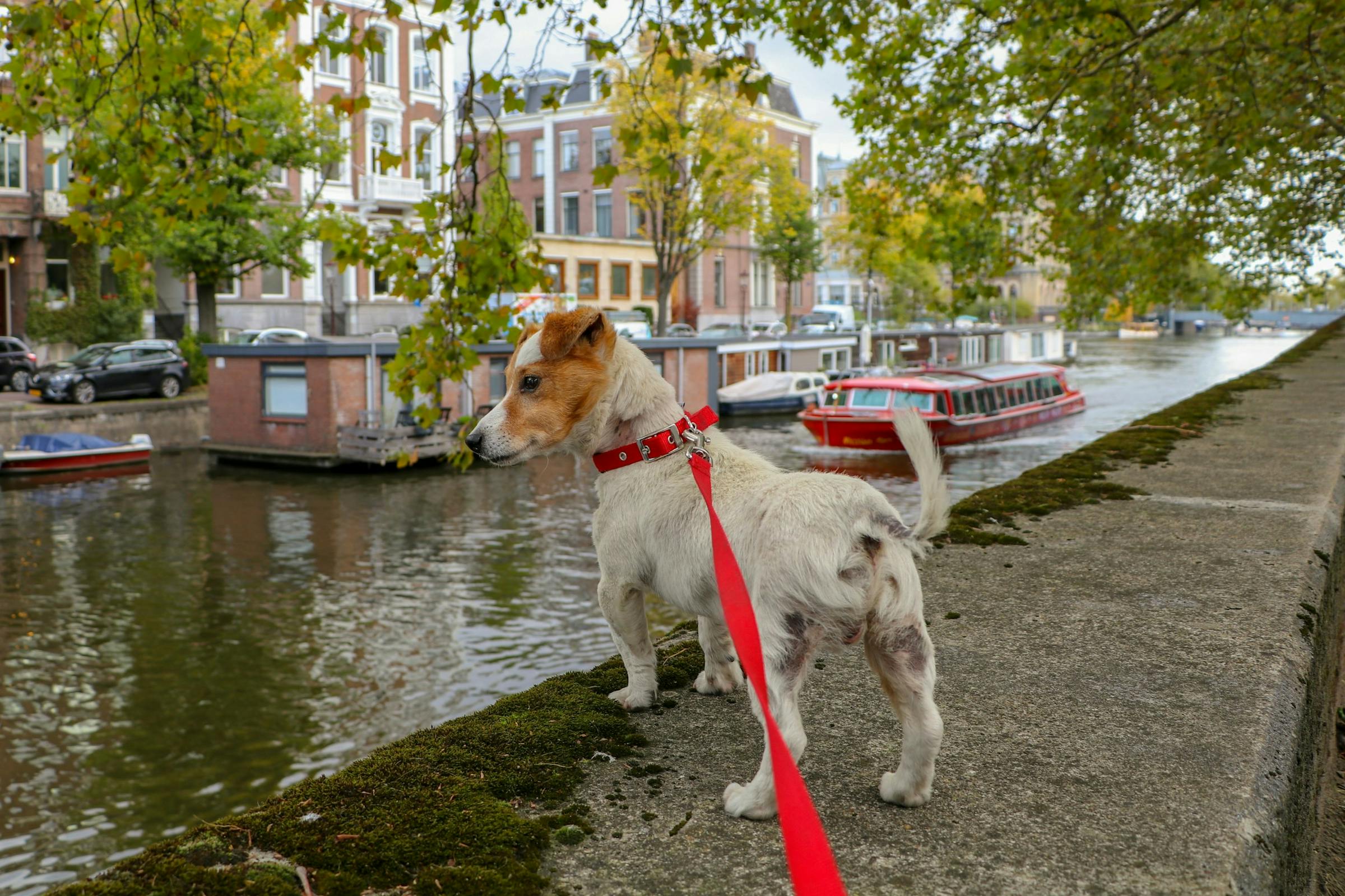 A small terrier on a red leash stands by an Amsterdam canal, a red tour boat passing behind.