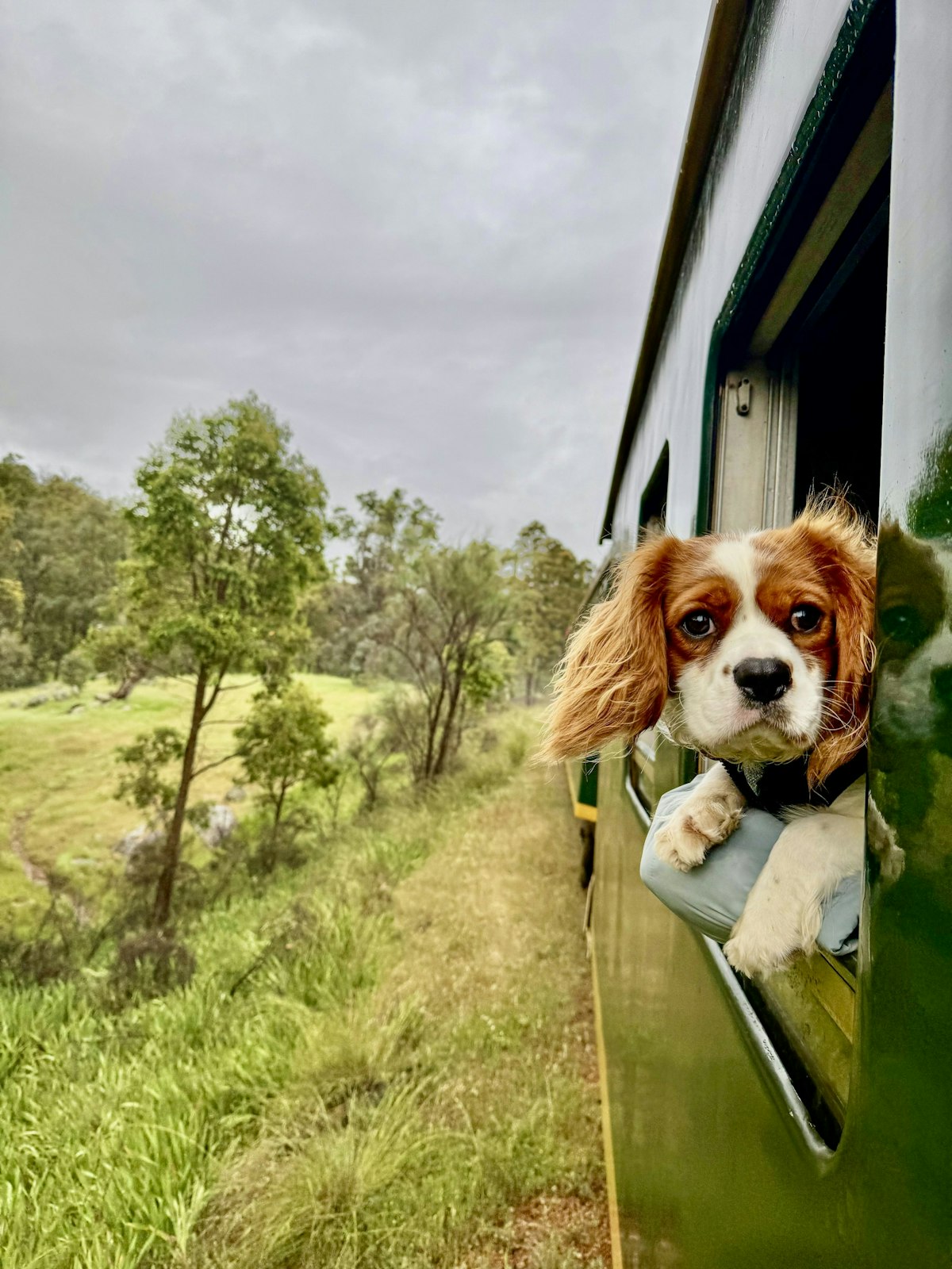 dog-friendly-trips