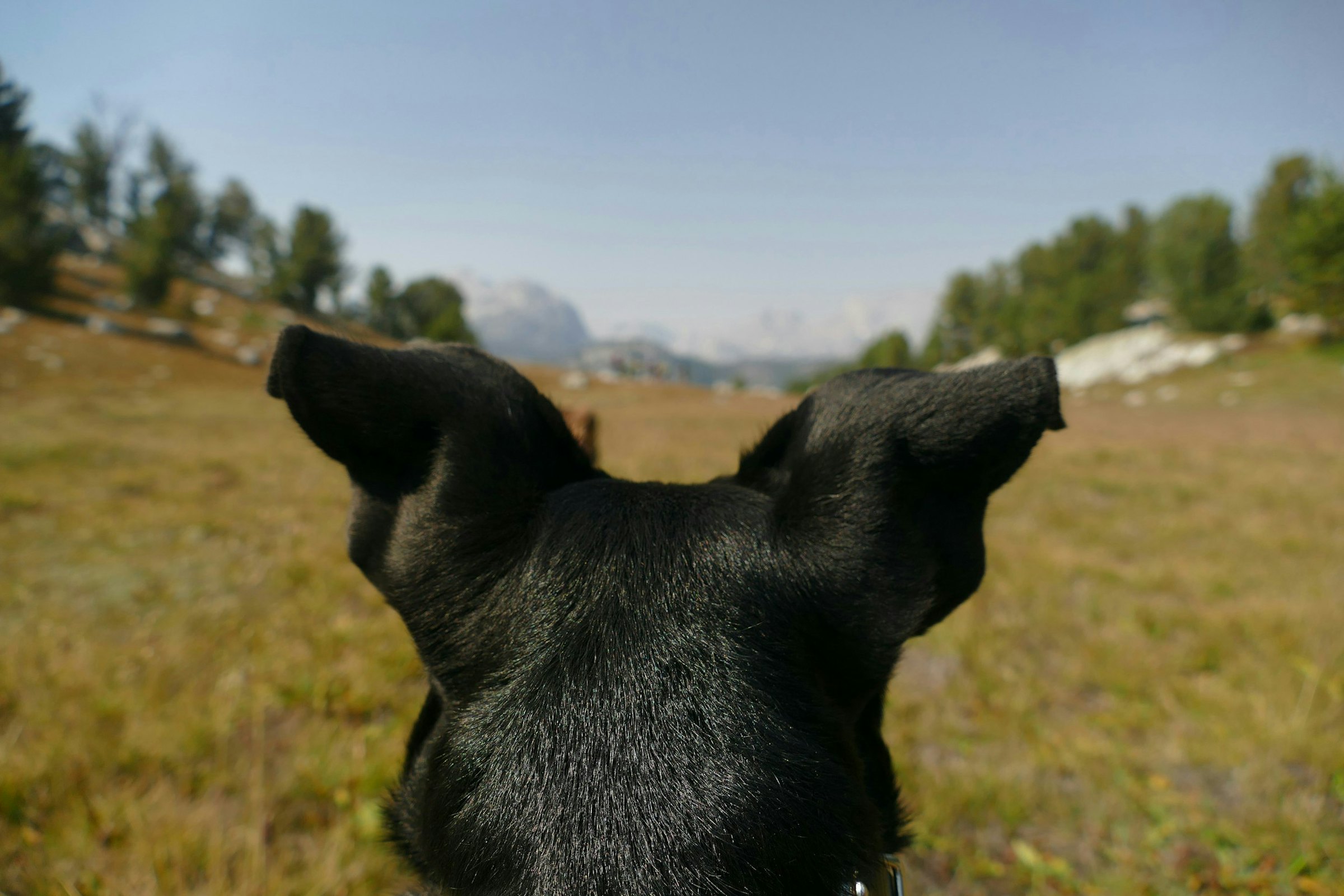 A dog's-eye view over a golden grassy field toward hazy mountains in the distance.