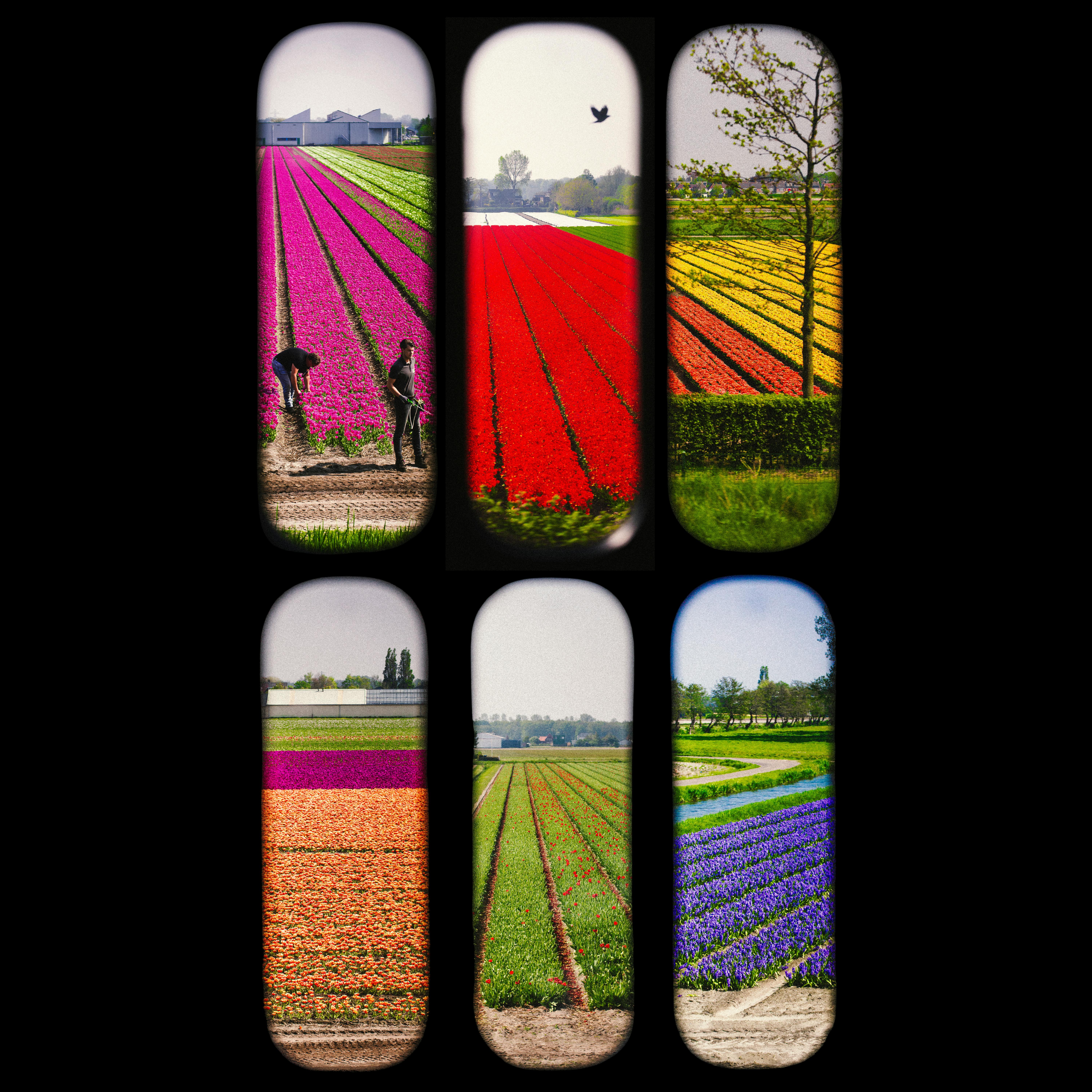 Katie Edwards- tulip fields between Haarlem and Leiden