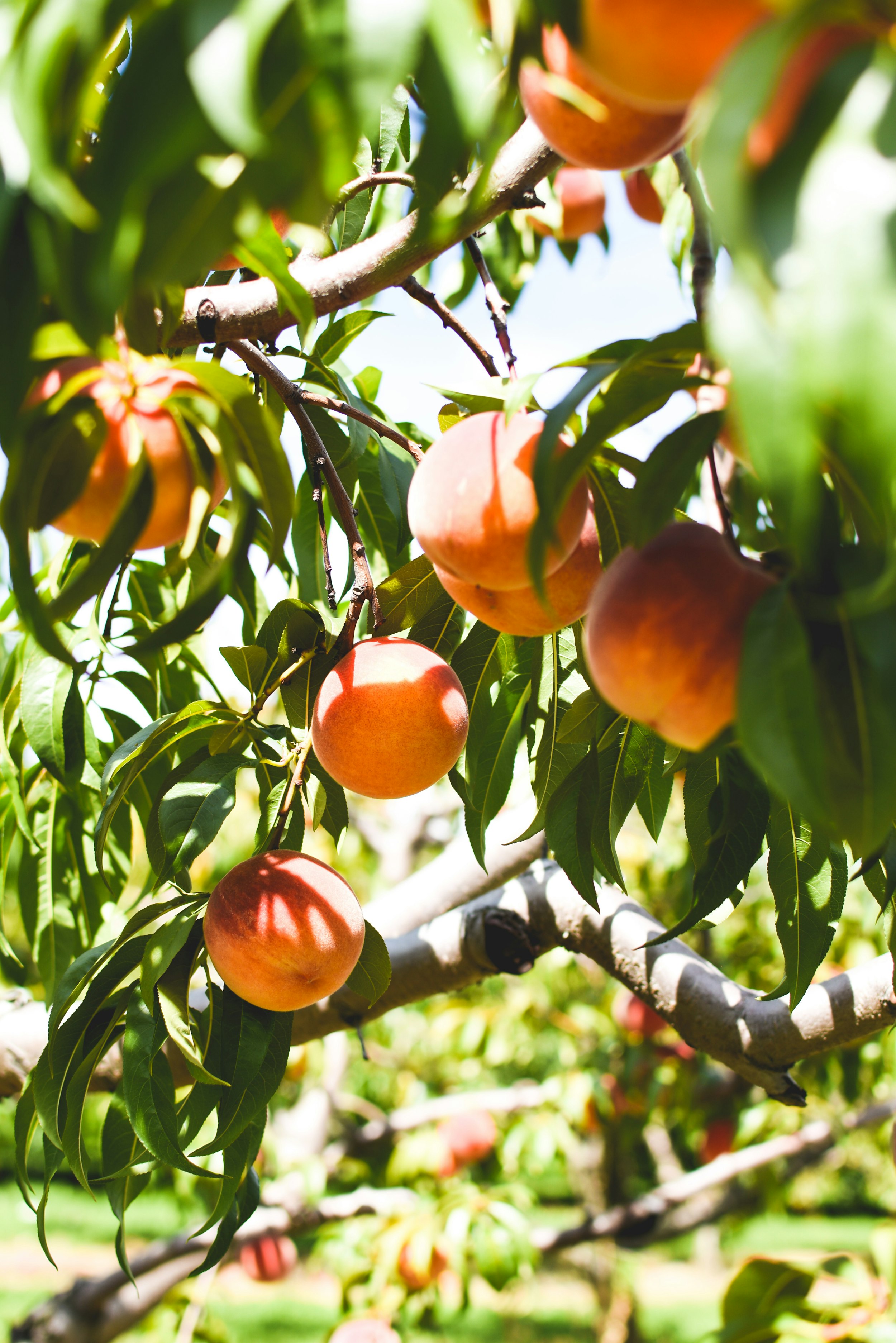 orange fruit on tree during daytime