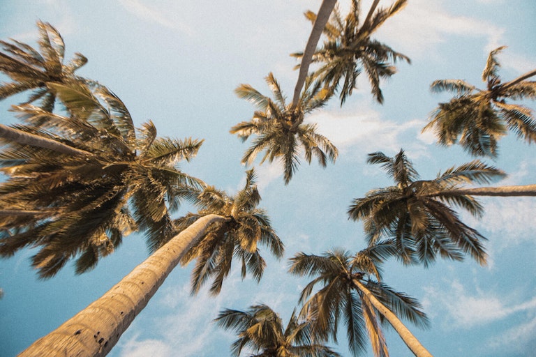 Summer Palms