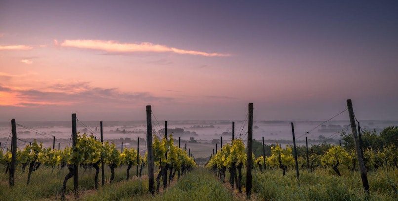 Vineyards
