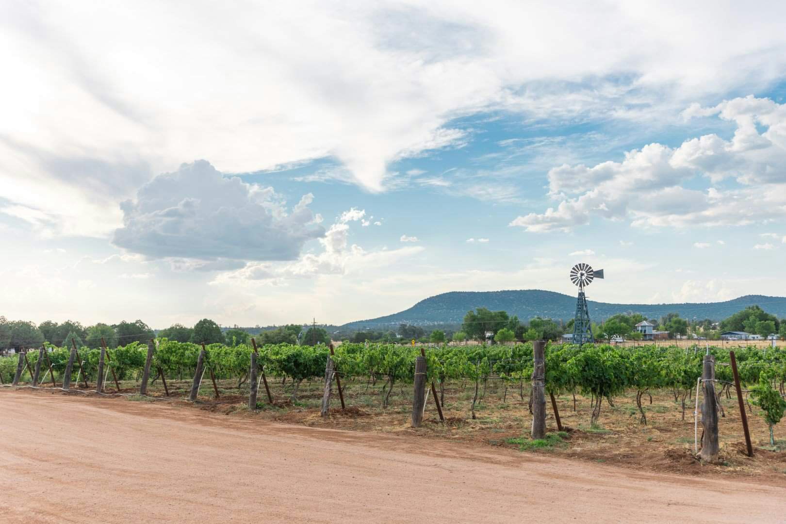 A scenic vineyard with lush green grapevines, a rustic wooden fence, and a dirt road under a bright blue sky with fluffy clouds. A classic windmill stands in the distance, with rolling hills and scattered houses in the background.