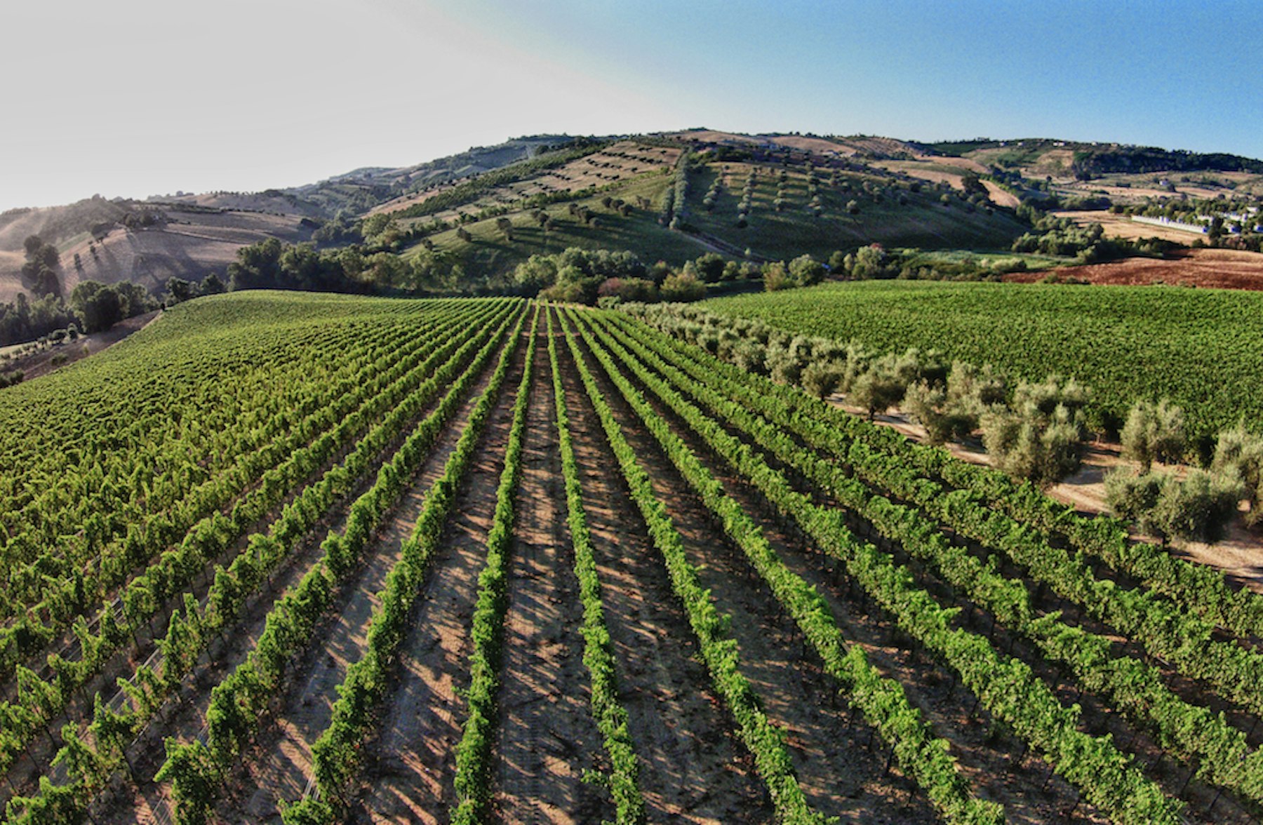 21 Invest to acquire Farnese Vini