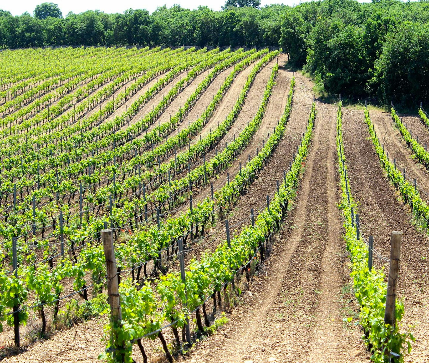 Farnese Vini