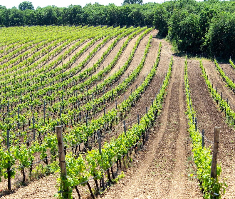 Farnese Vini