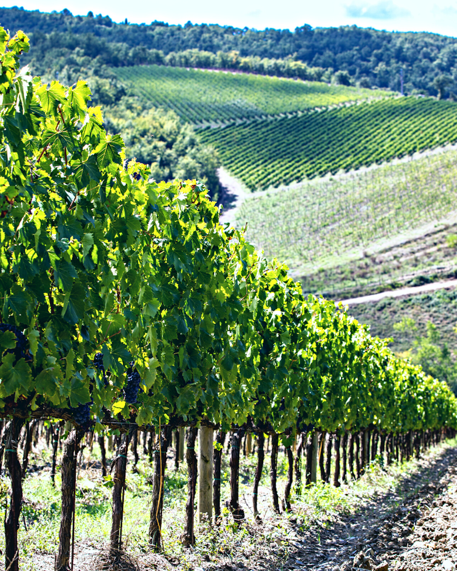 Casa Vinicola Zonin