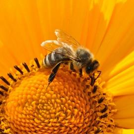 Bee Museum