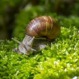 Les Escargots du Bocage