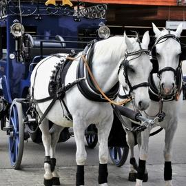Horse and Carriage Ride Bruges