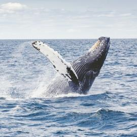 Whale Watching Tour