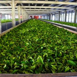Gorreana Tea Factory