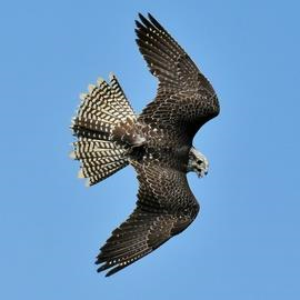 Niederwald Falconry Centre