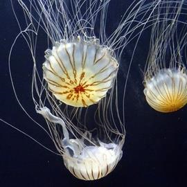 Audubon Aquarium of the Americas