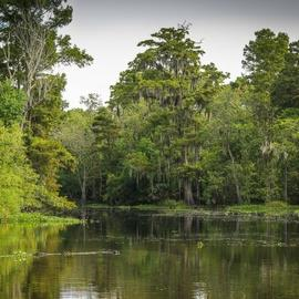 Swamp Tour