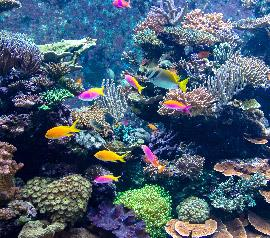 National Aquarium
