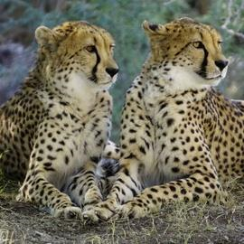 Yala National Park