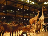 Tha Gallery of Evolution - Natural History Museum
