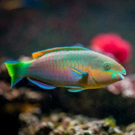 Aquarium Barcelona