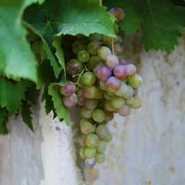 Codorniu Caves