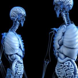 Corpus Museum of the Human Body