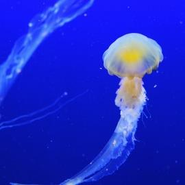 Aquazoo - Löbbecke Museum