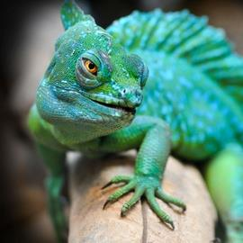 Cologne Zoo