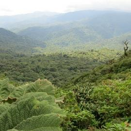 Monteverde Cloud Forest