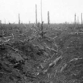 Delville Wood 