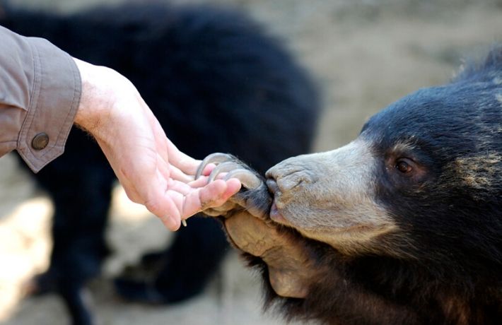 Bear Rescue Centre