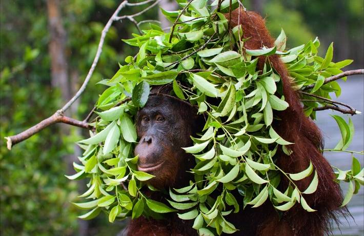 Sepilok Orangutan Rehabilitation Centre