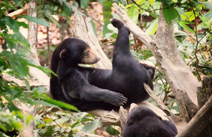 Bornean Sun Bear Conservation Centre