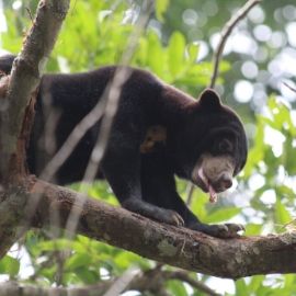 Bornean Sun Bear Conservation Centre