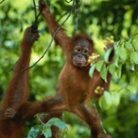 Sepilok Orangutan Rehabilitation Centre